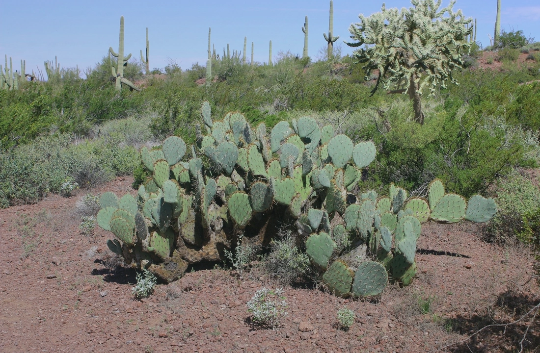 Arizona land sale options and buyer review for How to Sell Land Without a Realtor in Arizona