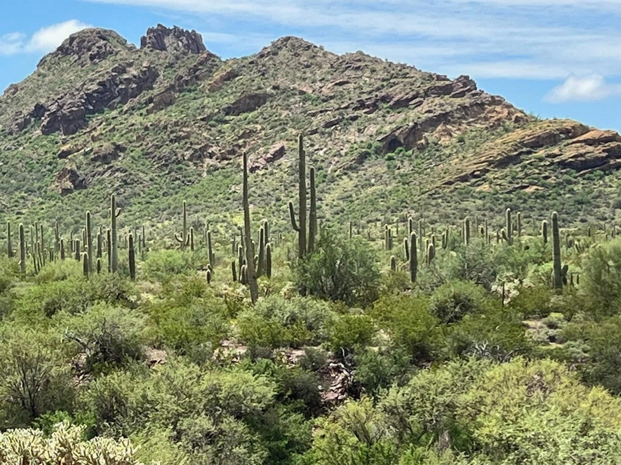 Desert Acreage in Gilbert